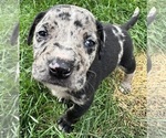Small Photo #25 Catahoula Leopard Dog Puppy For Sale in BUSHNELL, IL, USA
