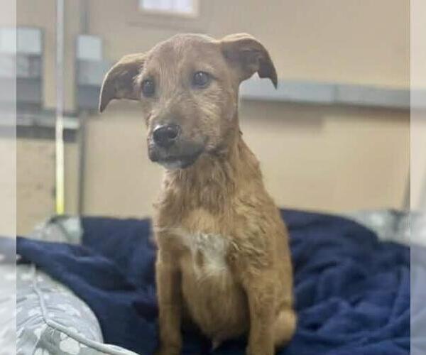 Medium Photo #7 Mutt Puppy For Sale in Woodbury, NY, USA