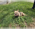 Image preview for Ad Listing. Nickname: Mia