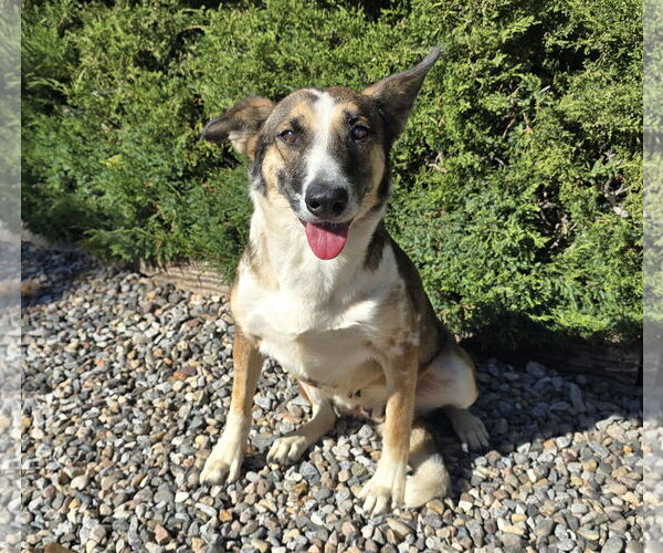 Medium Photo #2 Mutt Puppy For Sale in Albuquerque, NM, USA