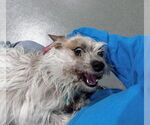 Small #2 Cairn Terrier