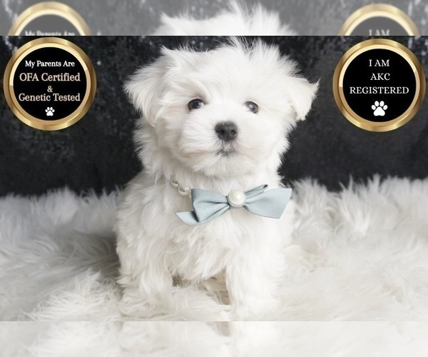 Medium Photo #11 Maltese Puppy For Sale in WARSAW, IN, USA