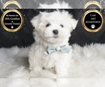 Small Photo #11 Maltese Puppy For Sale in WARSAW, IN, USA