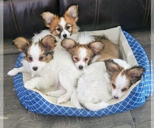 Papillon Litter for sale in RACINE, WI, USA