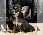 Small Photo #36 French Bulldog Puppy For Sale in ORLANDO, FL, USA