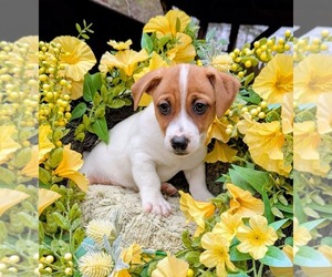 Jack Russell Terrier Puppy for sale in SANDOWN, NH, USA