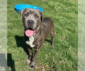 American Pit Bull Terrier-Unknown Mix Dogs for adoption in Conroe, TX, USA