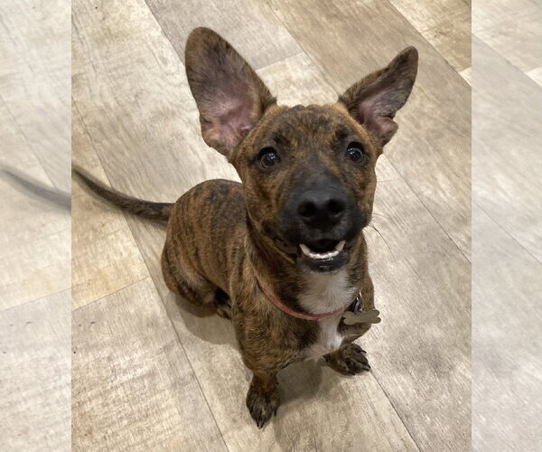 Medium Photo #5 Dachshund-Unknown Mix Puppy For Sale in San Diego, CA, USA