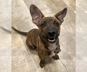 Nala - Female Dachshund-Unknown Mix Dog for Adoption - Photo #5