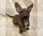 Small Photo #5 Dachshund-Unknown Mix Puppy For Sale in San Diego, CA, USA