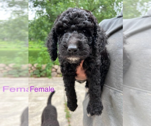 Medium Photo #2 Poodle (Standard) Puppy For Sale in KIMBALL, MN, USA