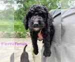 Small #1 Poodle (Standard)