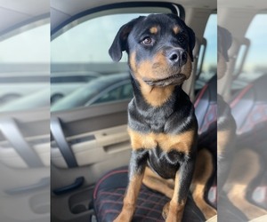 Rottweiler Puppy for sale in INDEPENDENCE, MO, USA
