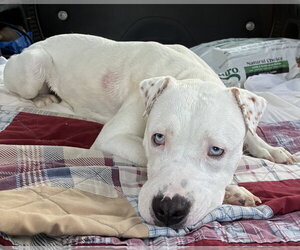 Dumpling - Male American Pit Bull Terrier-Unknown Mix Dog for Adoption - Photo #4