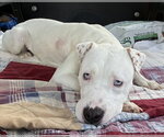 Small Photo #4 American Pit Bull Terrier-Unknown Mix Puppy For Sale in Germantown, OH, USA