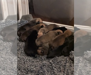 Cane Corso-Dogue de Bordeaux Mix Puppy for sale in PINE BLUFF, AR, USA