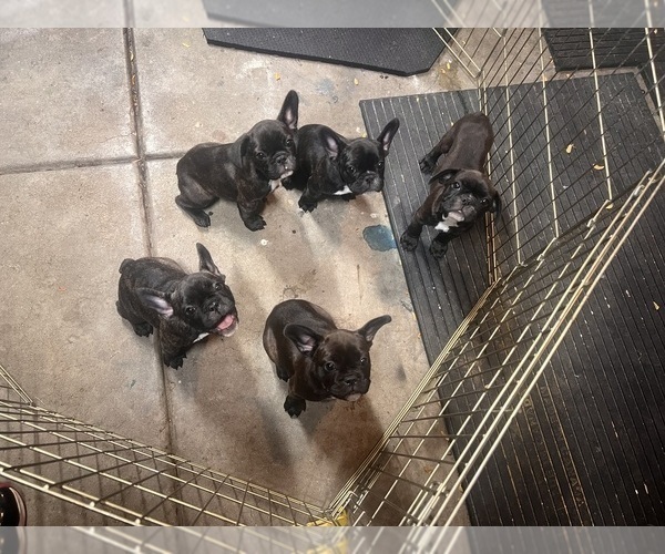 Medium Photo #24 French Bulldog Puppy For Sale in JOLIET, IL, USA