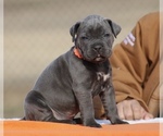 Small #5 Cane Corso
