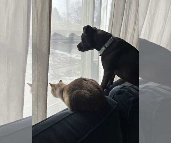 Medium Photo #4 Mutt Puppy For Sale in Dublin, OH, USA