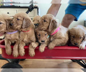 Golden Retriever Puppy for sale in JACKSONVILLE, FL, USA