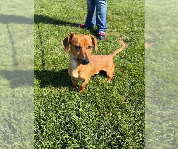 Medium Photo #3 Dachshund-Unknown Mix Puppy For Sale in Pierceton , IN, USA
