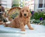 Small #2 Goldendoodle