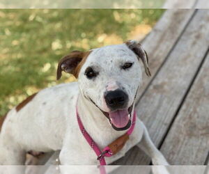 American Pit Bull Terrier-Unknown Mix Dogs for adoption in Tulsa, OK, USA