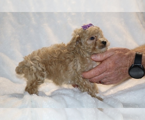 Medium Photo #35 Poodle (Toy) Puppy For Sale in DYERSBURG, TN, USA