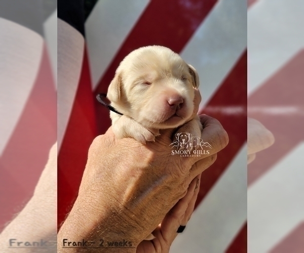 Medium Photo #34 Labrador Retriever Puppy For Sale in POCAHONTAS, IL, USA