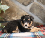 Small Photo #8 Miniature Australian Shepherd Puppy For Sale in WESTFIELD, MA, USA