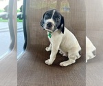 Small Photo #4 German Shorthaired Pointer Puppy For Sale in RIO LINDA, CA, USA