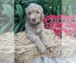 Puppy Mr Black Collar Labradoodle