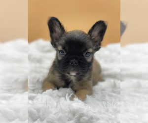 French Bulldog Puppy for sale in BOSTON, MA, USA