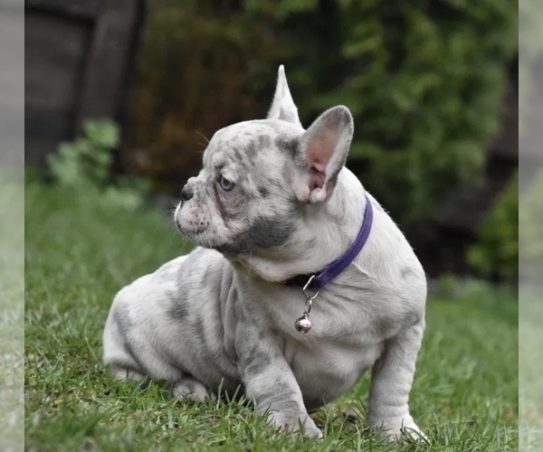 Medium Photo #4 French Bulldog Puppy For Sale in SALEM, OR, USA