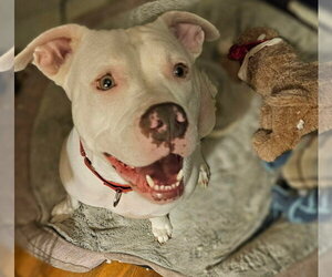 American Pit Bull Terrier-Unknown Mix Dogs for adoption in Greensboro, NC, USA