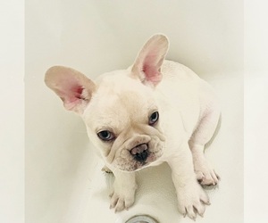 French Bulldog Puppy for sale in ATLANTA, GA, USA