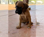 Small #2 Boxer