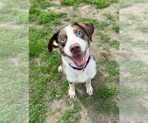 Australian Shepherd-Unknown Mix Dogs for adoption in South Bend, IN, USA