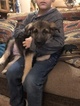Small Photo #5 German Shepherd Dog Puppy For Sale in FALCON, CO, USA