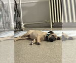 Small Shepradors