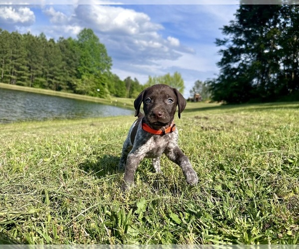 Medium Photo #1 German Shorthaired Pointer Puppy For Sale in CANDOR, NC, USA