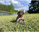 Small Photo #1 German Shorthaired Pointer Puppy For Sale in CANDOR, NC, USA