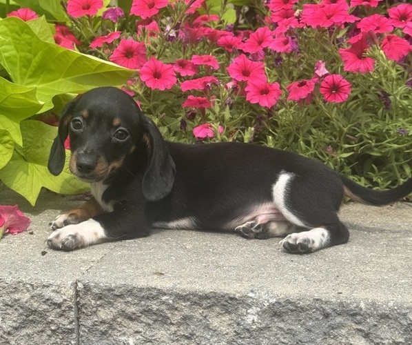 Medium Photo #4 Dachshund Puppy For Sale in CANOGA, NY, USA