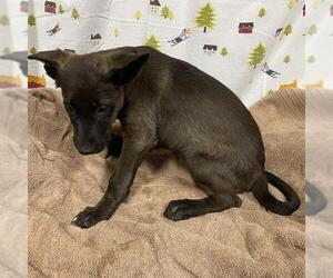 Border Collie-Unknown Mix Dogs for adoption in Modesto, CA, USA