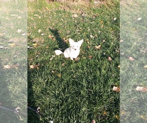 Chihuahua Puppy for sale in DAYTON, OH, USA