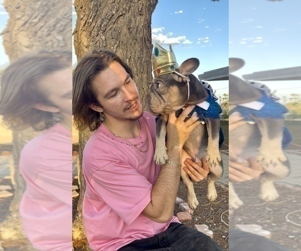 Medium Photo #30 French Bulldog Puppy For Sale in KANSAS CITY, MO, USA