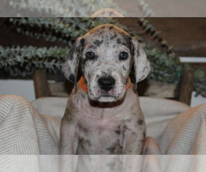 Great Dane Puppy for sale in WHITTIER, CA, USA