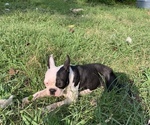 Small Photo #1 Boston Terrier Puppy For Sale in GORHAM, NH, USA