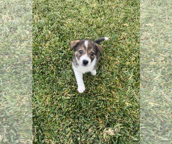 Medium Photo #2 Labrador Retriever-Unknown Mix Puppy For Sale in The Woodlands, TX, USA