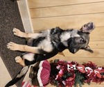 Small Photo #2 German Shepherd Dog Puppy For Sale in NEW BREMEN, OH, USA